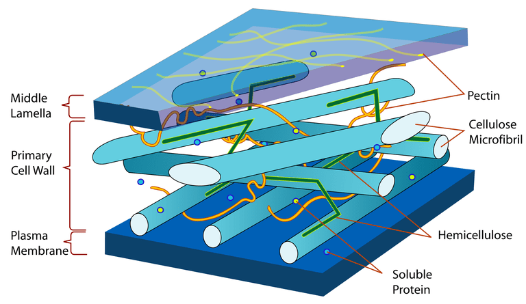What is the structure, composition and Function of Plant Cell Wall? plant cell wall layers