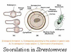 What are the Basic Conditions and Types of Bacterial Growth? sporulation