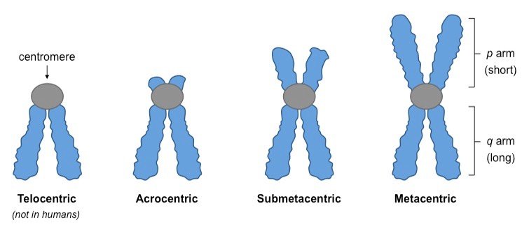 What are the structure of Chromosomes, Types and its Functions? types of chromosomes