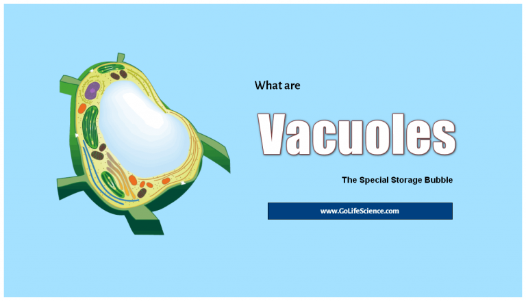 What are Vacuoles? Why these are called Storage Bubbles?