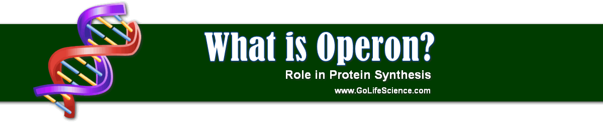 what is operon and role protein synthesis