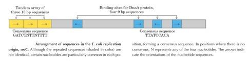 DNA Replication Initiation