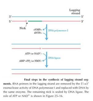 Nick Translation in DNA Replication