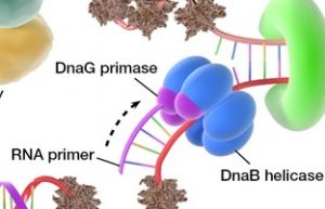 What are the Enzymes involved in DNA Replication? Enzymes involved in DNA Replication