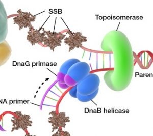 What are the Enzymes involved in DNA Replication? Enzymes involved in DNA Replication -DNA Helicase