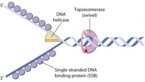 What are the Enzymes involved in DNA Replication? Enzymes involved in DNA Replication