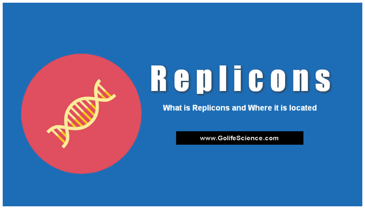 Replicons: What is Replicons and Where it is located? (Basic Functions) what are replicons in cell?