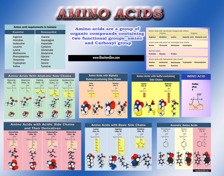 Proteins : Basic and Structural organization AMINO ACIDS