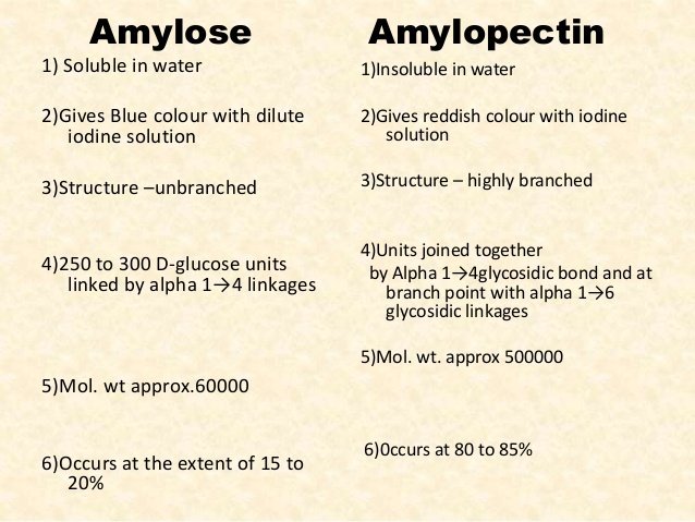 amylose and amylopectin