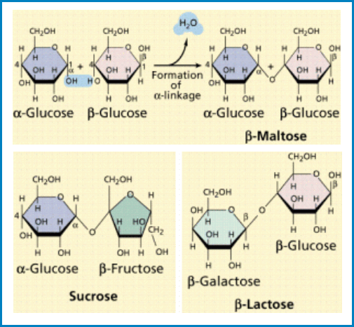 Carbohydrates : Classification and its Basics disaccharides