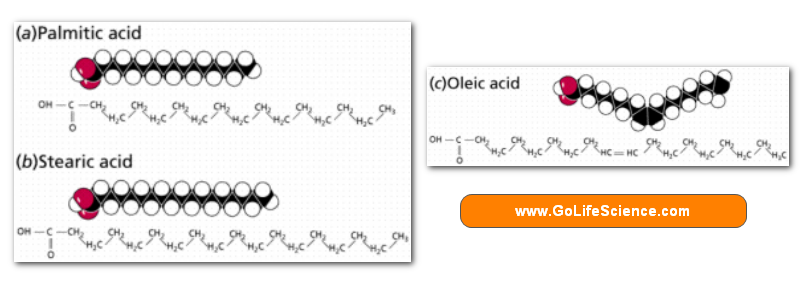 Lipids: What are Lipids, Phospholipids and Cholesterol? examples of fatty acids