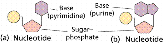 Nucleic Acids : Basics and Types nucleotides structure