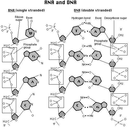 RNA and DNA structures