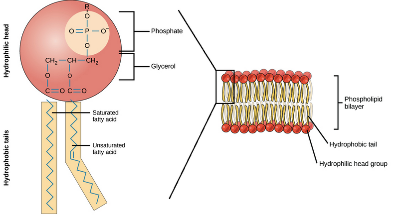 Lipids: What are Lipids, Phospholipids and Cholesterol? structure of Phospholipids