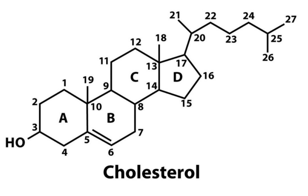 Lipids: What are Lipids, Phospholipids and Cholesterol? structure of cholesterol