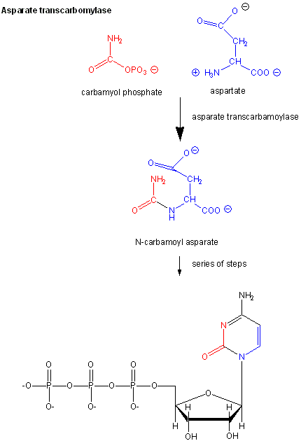What are allosteric enzymes and their function? the mechanism of Allosteric enzymatic regulations