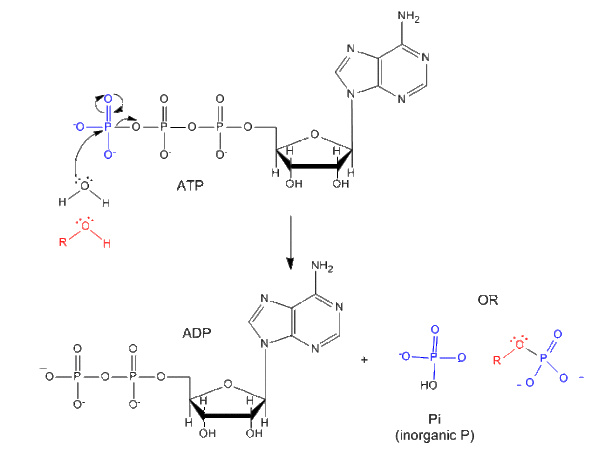 Biochemical Properties and Mechanism of ATP Biochemical Properties and Mechanism of ATP