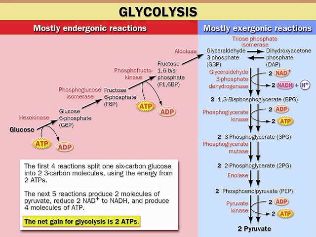 What is Glycolysis? Explain the Phases of Glycose oxidative pathway at cellular levels? What is Glycolysis? Explain the Phases of Glycose oxidative pathway at cellular levels?