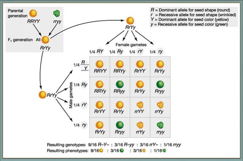 What is Mendelian Law and Mendelism? What is Mendelian Law and Mendelism ?