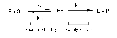 Enzyme Kinetics : Kinetic Study of Enzymatic Reactions
