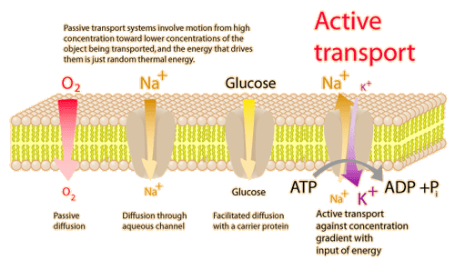 Active transport: Cellular Membrane Mechanism