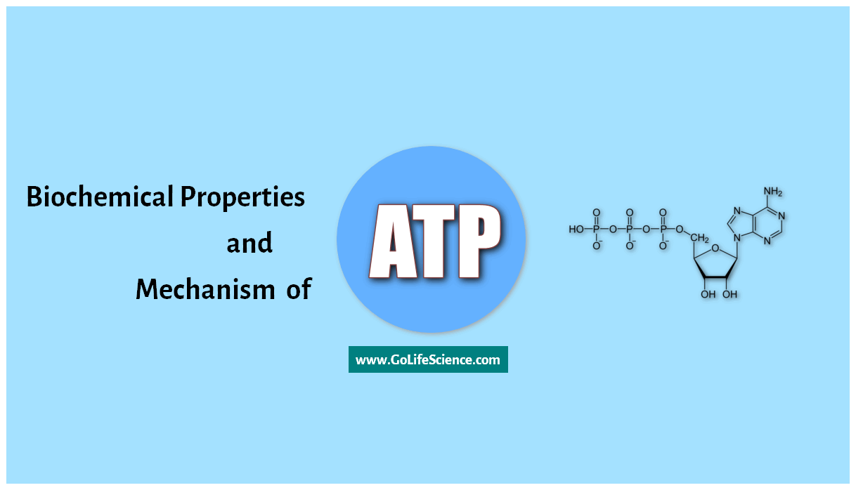 Biochemical Properties and Mechanism of ATP biochemical properties of ATP