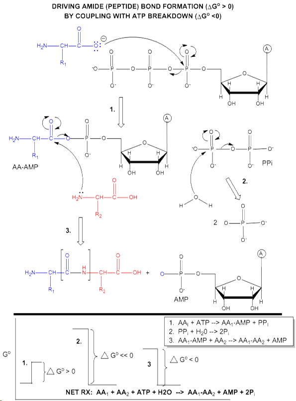Biochemical Properties and Mechanism of ATP biochemical mechanism and properties of ATP