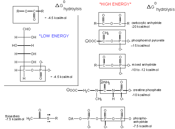 biochemical mechanism and properties of ATP biochemical mechanism and properties of ATP