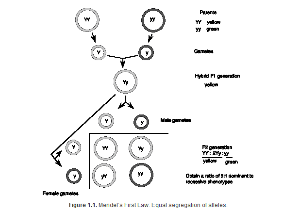 What is Mendelian Law and Mendelism? What is Mendelian Law and Mendelism?
