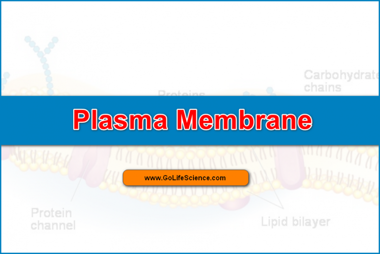 What is the Structure, Compositions and Functions of Plasma membrane?