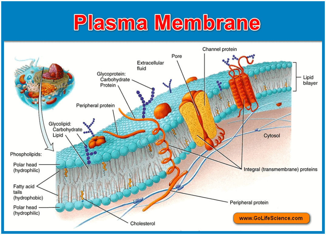 plasma membranes