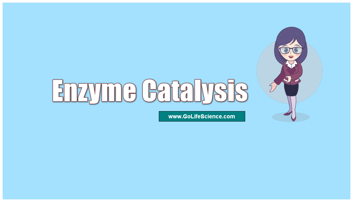 what is enzyme catalysis