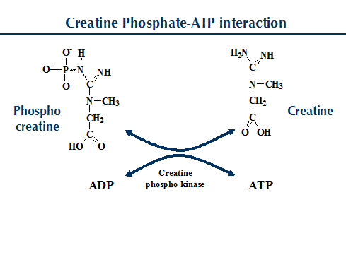 Isoenzymes are Special Proteins with Catalytic activity. Why? (MCQ) Isoenzymes are Special Proteins with Catalytic activity. Why?