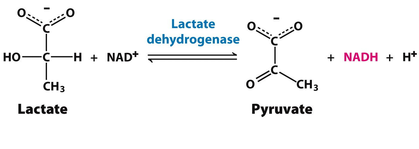 Isoenzymes are Special Proteins with Catalytic activity. Why? (MCQ) Isoenzymes are Special Proteins with Catalytic activity. Why?