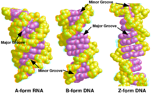 Types of Deoxyribonucleic acids : A-DNA, B-DNA and Z-DNA types of deoxyribonucleic acids