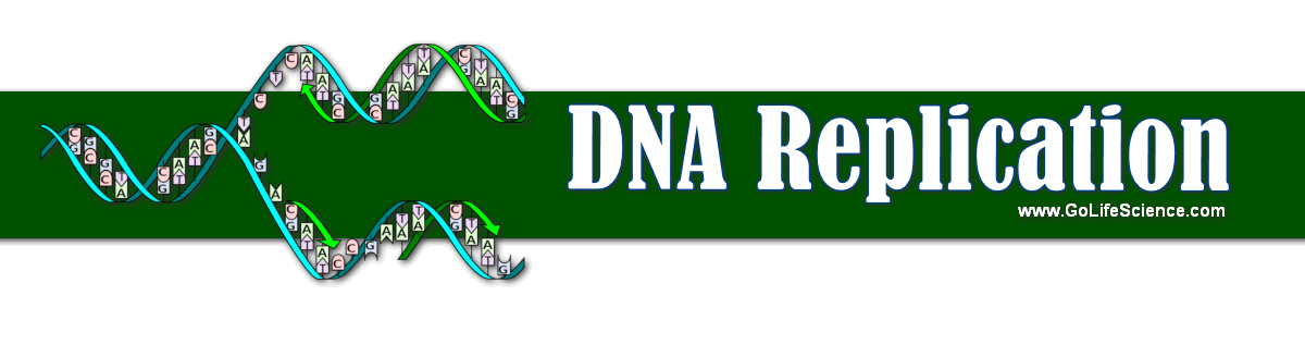 DNA Replication and its steps