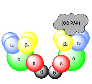What is DNA Polymerase and its function in DNA Replication Prokaryotic DNA Polymerase