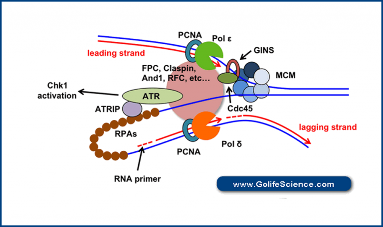 Where Does Dna Replication Occur In Eukaryotes