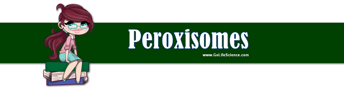 peroxisomes - cell organells