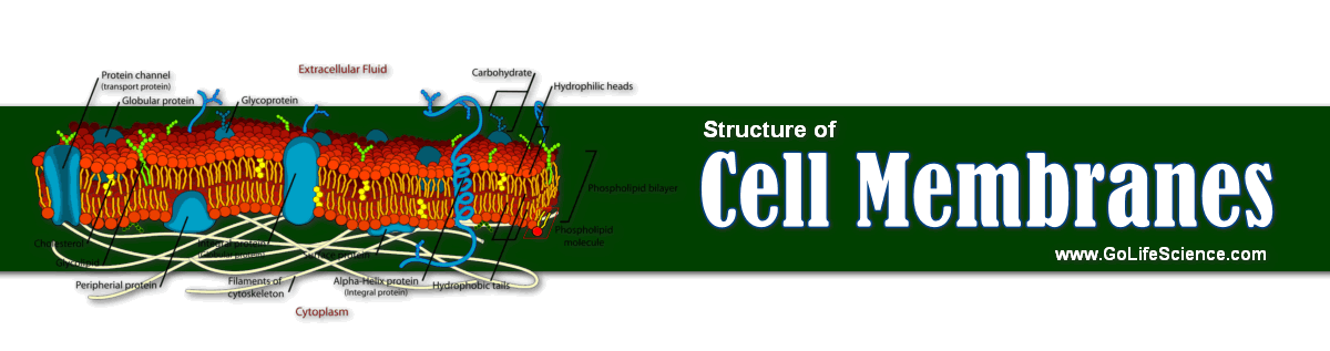 What is the Structure of Cell Membrane and its composition? (Basic Guide for Students) structure of cell membrane