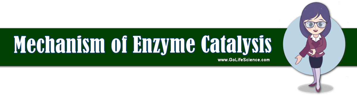What is the Chemical Mechanism of Enzyme Catalysis? what are the mechanism of enzyme catalysis
