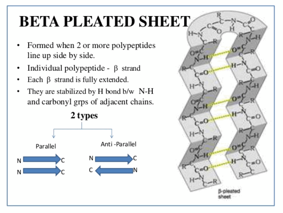beta pleated sheet structure