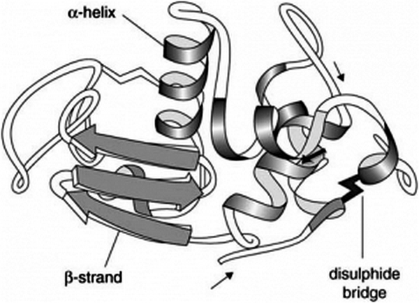 What are the Secondary Structure of Proteins? fibrous proteins and globular proteins
