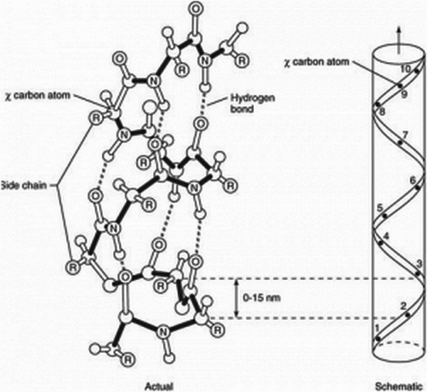 What are the Secondary Structure of Proteins? helical structure