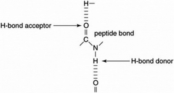 peptide bond structure