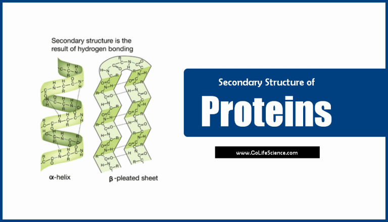 What are the Secondary Structure of Proteins?