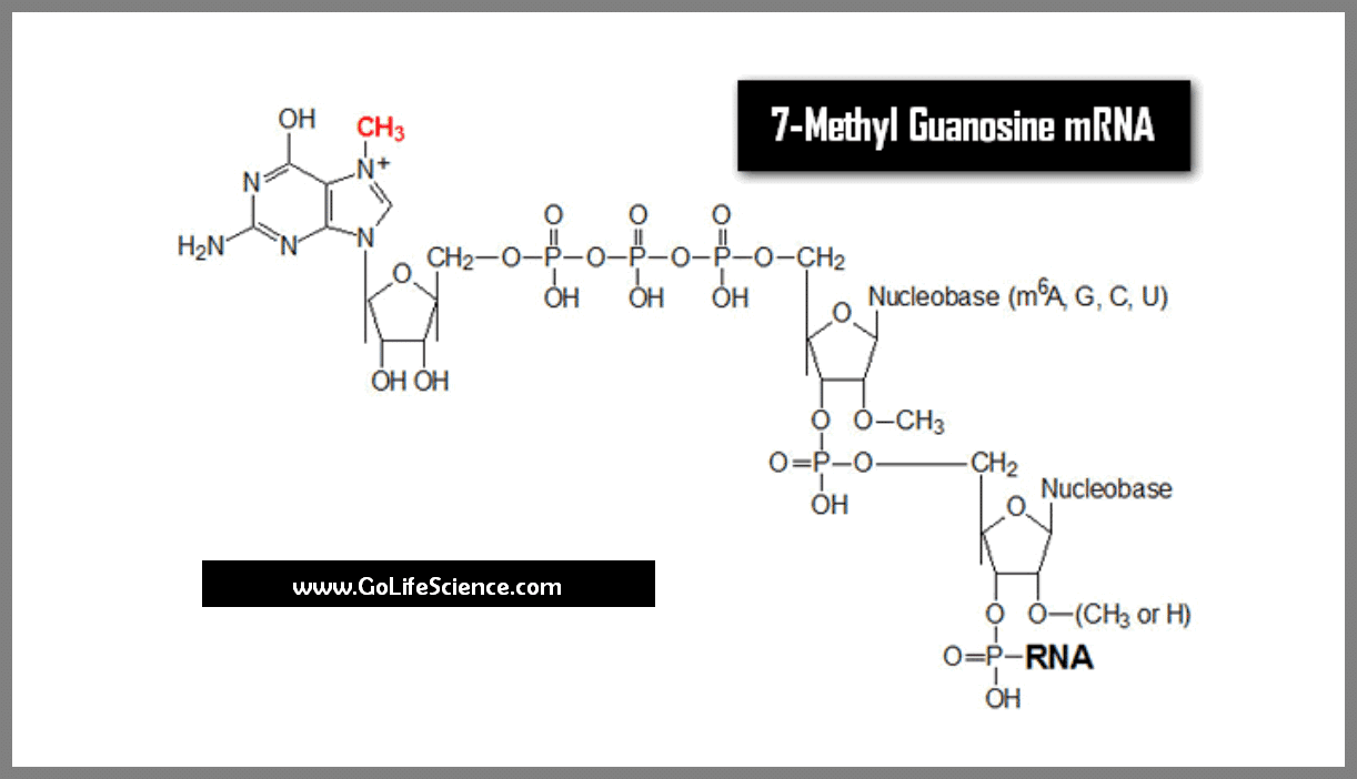 7 methylguanosine