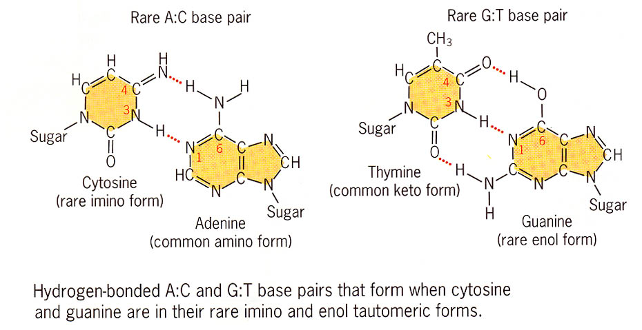 DNA damage: AC and GT basepairs