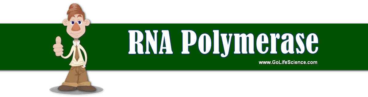 RNA Polymerase: The Enzyme Structure and Its Types RNA polymerase enzyme