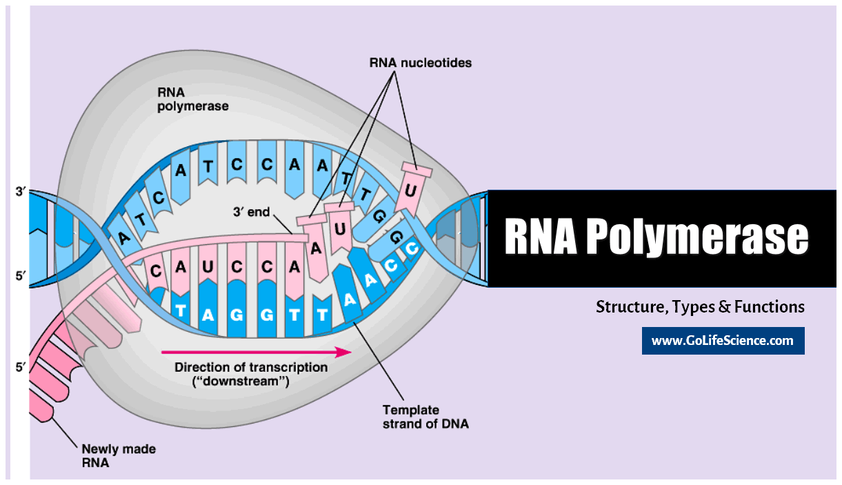 Rna Polymerase  The Rna Synthesis Enzyme Structure And Its